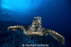 Smiling turtle.   Rangiora by Herbert Schmitz 